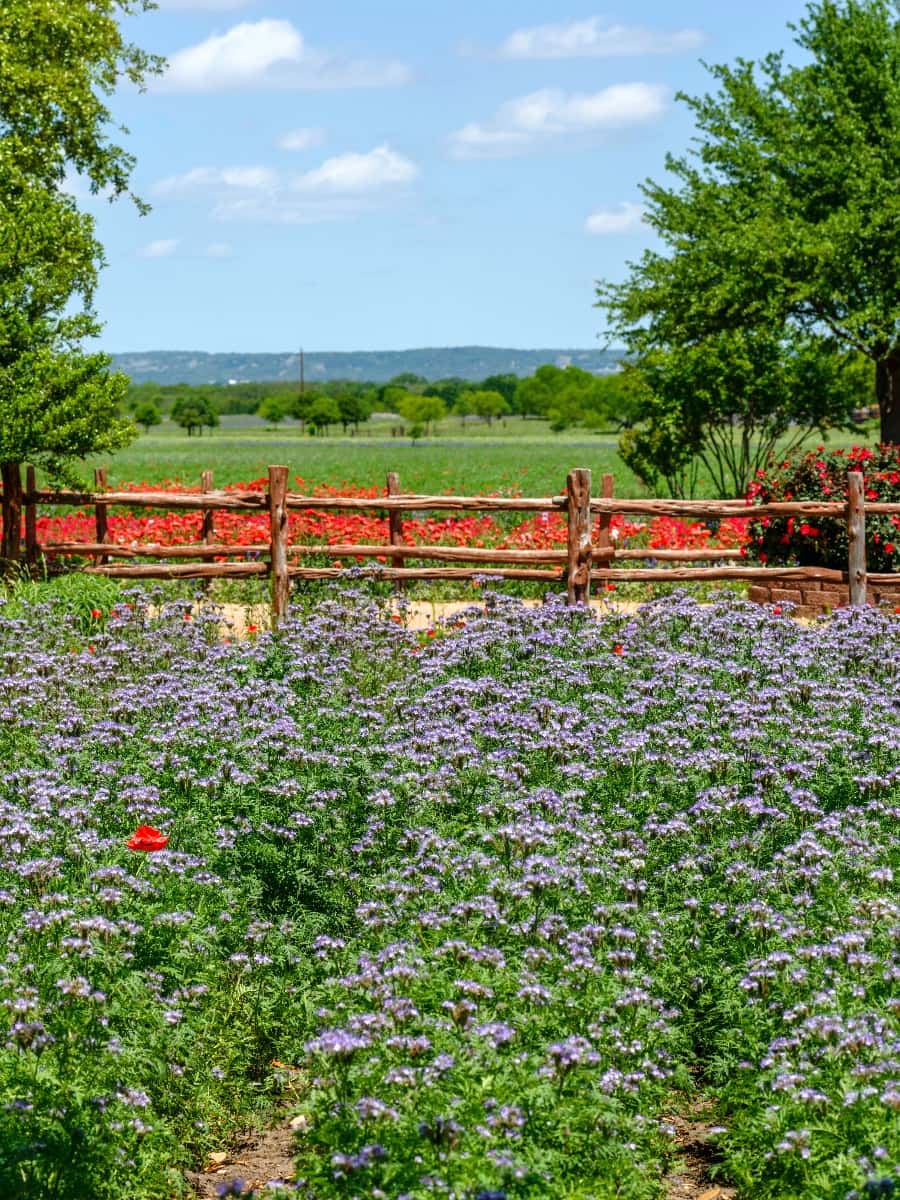Wildseed Farms, Fredericksburg, TX