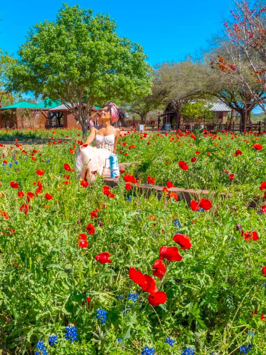 Wildseed Farms, Fredericksburg, TX